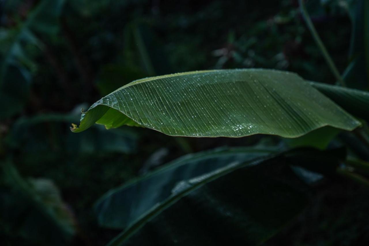 Samana Ecolodge El Limon Zewnętrze zdjęcie