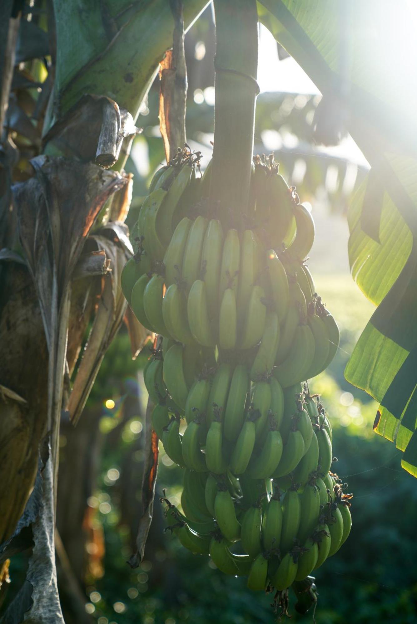 Samana Ecolodge El Limon Zewnętrze zdjęcie